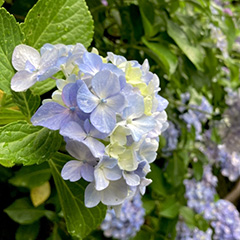 雅華（ミヤビカ）霊能者